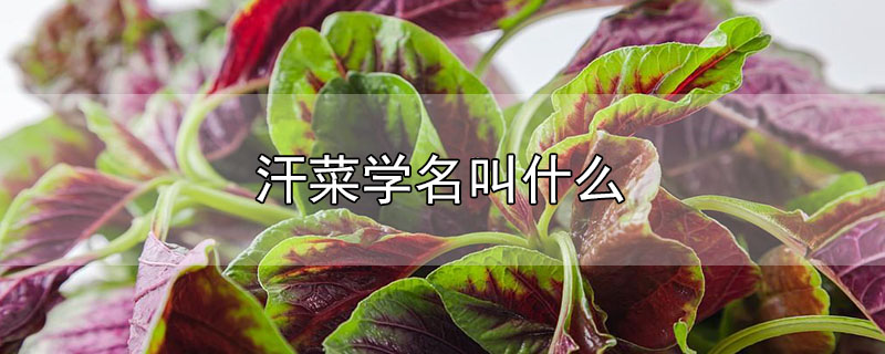 汗菜學(xué)名叫什么